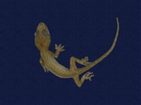 藏品(蝎虎)的圖片